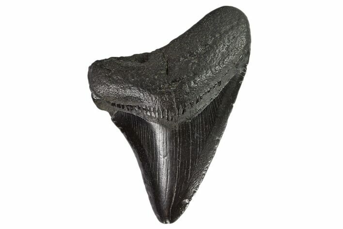 Fossil Megalodon Tooth - South Carolina #108905